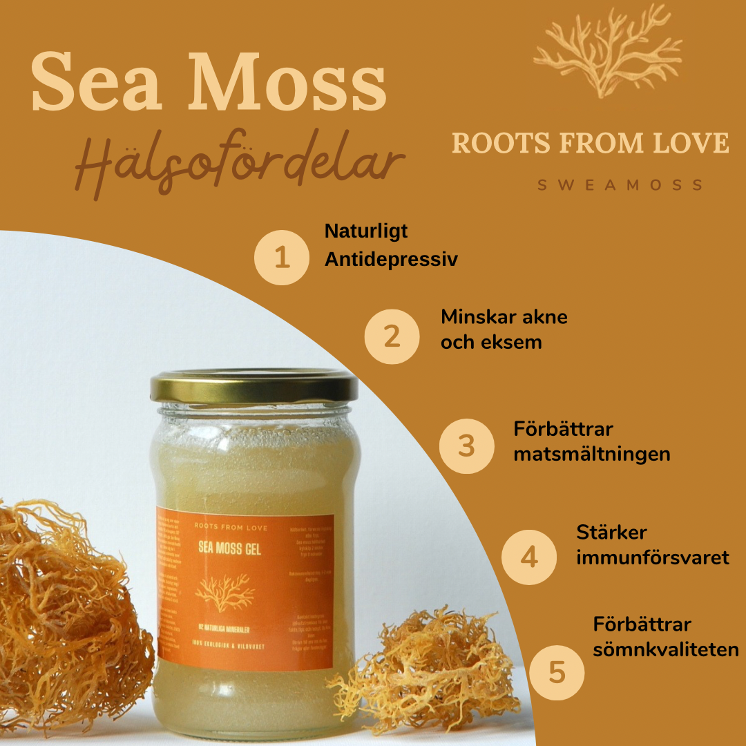 Gracilaria, gold sea moss gel